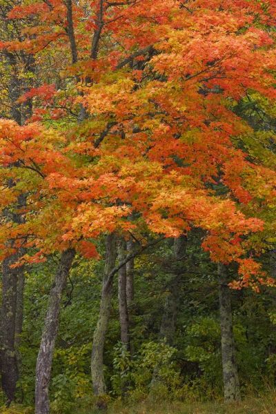 Michigan Autumn maple trees in full color